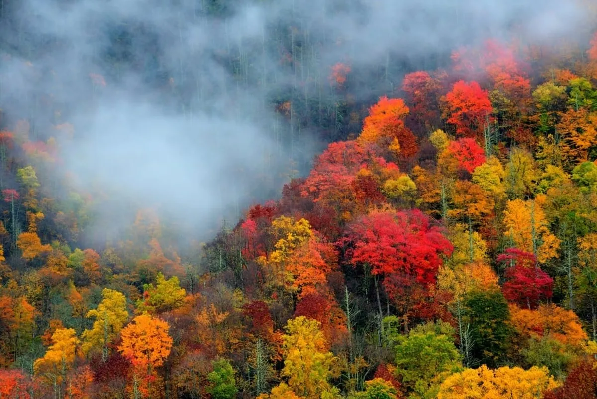 This image captures a sweeping view of vibrant autumn foliage, with mist gently enveloping the treetops. The dense forest and layered hills evoke a tranquil, natural setting perfect for hiking, wildlife watching, and early morning photography.