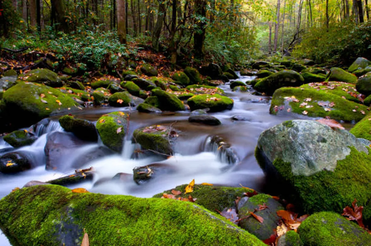 A flowing stream winds through moss-covered rocks and autumn foliage in a dense forest setting. The scene is tranquil, evoking a sense of peaceful exploration and immersion in the outdoors.